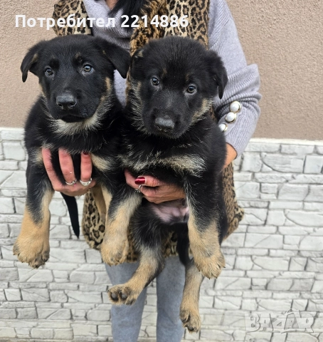 Немска овчарка работен тип, снимка 2 - Немска овчарка - 52970117