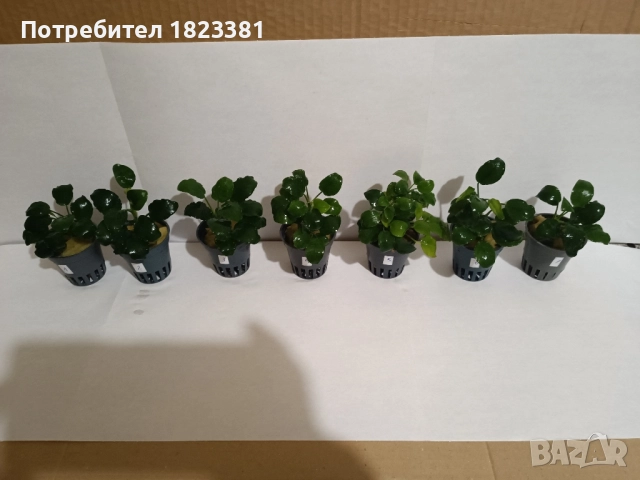 Растения за аквариум,анубиас Бартери, снимка 3 - Аквариуми - 52109897