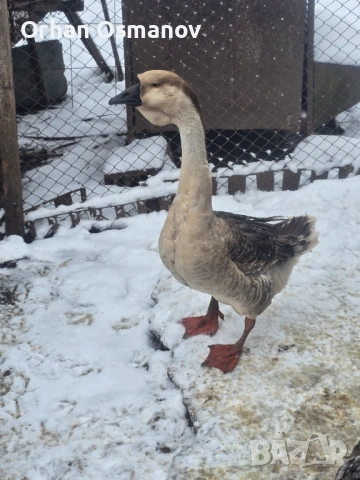 Лебедови гъски, снимка 4 - Патици и гъски - 52678104