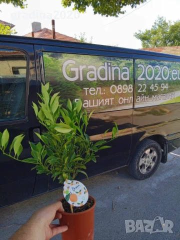 КАЛАМОНДИН - МИНИ ПОРТОКАЛ , снимка 4 - Разсади - 50910449