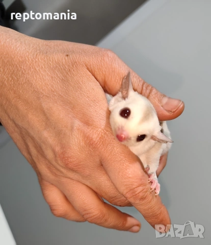 Захарна катеричка летяща торбеста катерица, снимка 2 - Други животни - 53143127