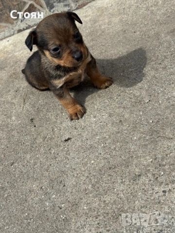 Мини пинчери 