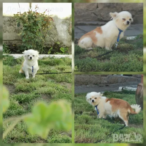 Продавам Чихуа Хуа чистокръвно