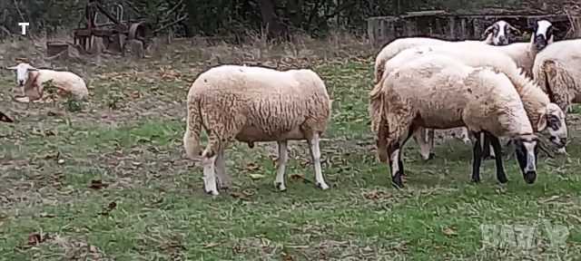 продавам овен / коч, снимка 2 - Овце - 51754770