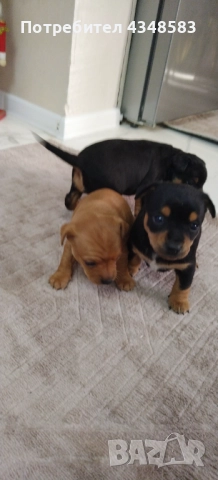 Пинчер, снимка 3 - Пинчер - 52846934