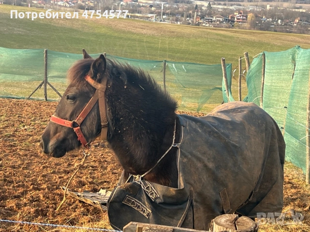 Каракачанска, снимка 4 - Коне - 53701803