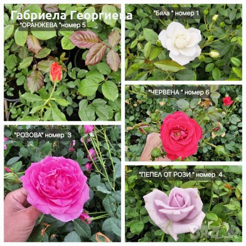 Влачещи рози , снимка 1 - Градински цветя и растения - 45693148