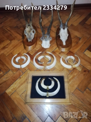 Стари глигански зъби-бивни,глиги и рога от саръндаци, млади елени, снимка 17 - Колекции - 52674338