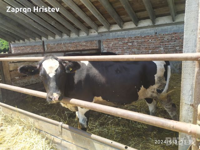 продавам говеда, снимка 1 - Крави - 46125864