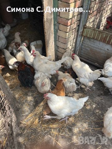 Пилета, снимка 3 - Кокошки и пуйки - 46125496