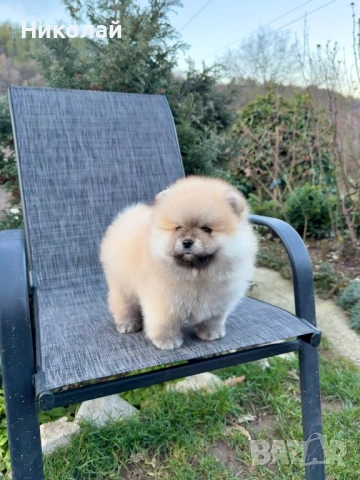 Померан мини момче със втора ваксина, снимка 5 - Померан - 53616322