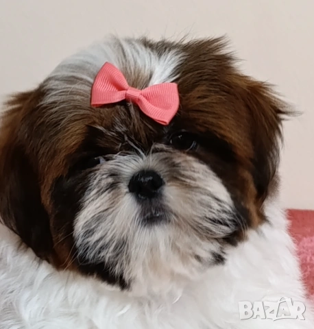 Shih Tzu baby FCI, снимка 2 - Ши Тцу - 53673471