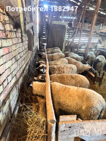 Агнета месодайна порода, снимка 2 - Овце - 54031159