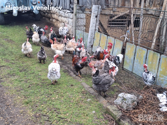 Продавам оплодени яйца от кокошки голошиики, снимка 14 - Кокошки и пуйки - 53650692