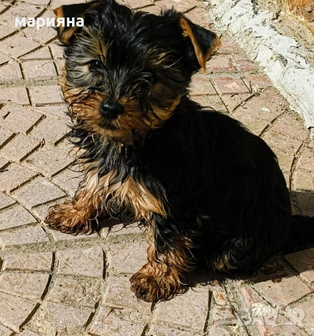 Малък йоркширски господин