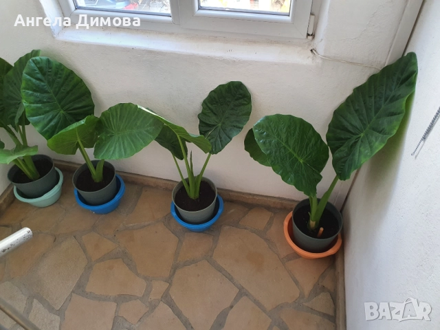 Продавам трилистник-алоказия, снимка 2 - Стайни растения - 52417633