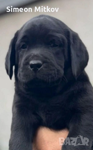 ,,,здравейте приятели продавам лабрадор на 2 месеца мъжко чисто черен с 2 ваксини. тел  0876891693
