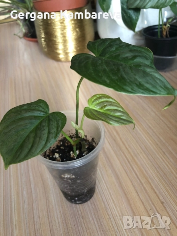 Philodendron Majestic 