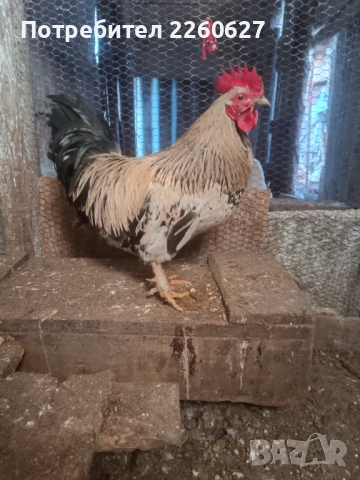 Млади петли , снимка 3 - Кокошки и пуйки - 52944909