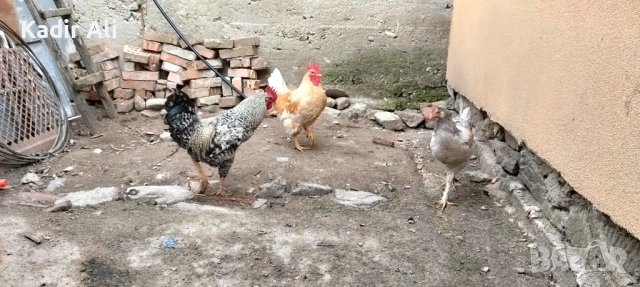 Продавам млади петли , снимка 8 - Кокошки и пуйки - 53690186