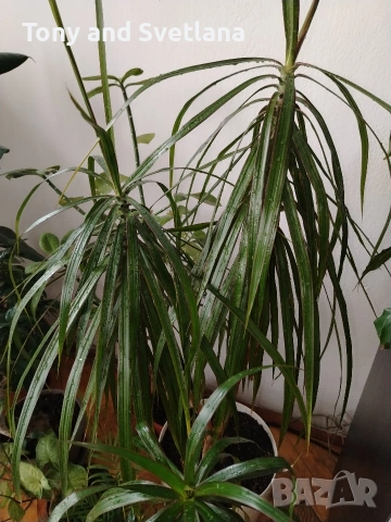 Палма Драцена Маргината (Dracaena Marginata) , снимка 2 - Стайни растения - 53572399