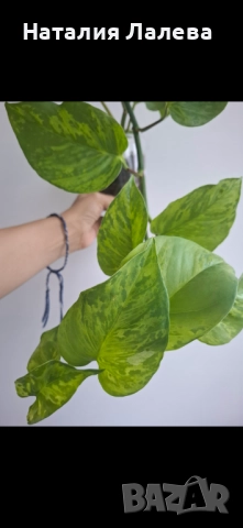Епипремнум, epipremnum Marble Green, снимка 4 - Стайни растения - 51818772