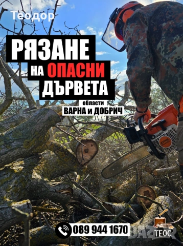 Събаряне на опасни дървета, мулчиране и дробене на клони – Варна, снимка 10 - Хамалски услуги - 53670312