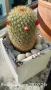 Кактус Мамилария, снимка 2