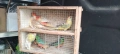 Продавам пойни папагали , снимка 3