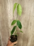 Хоя Coriacea splash, снимка 2
