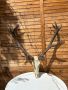 Еленови рога, снимка 1 - Антикварни и старинни предмети - 45140824