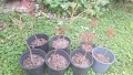 Продавам декоративно растение Китайски мехурник (Koelreuteria paniculata), снимка 1