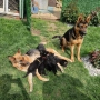 Немски овчарки на 2 месеца, снимка 7