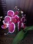 Орхидеи , снимка 7