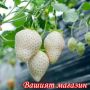 100 семена от плод бяла ягода органични плодови ягодови семена от вкусни ягоди отлични плодове с мно, снимка 12