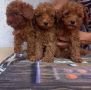 Той пудел Toy poodle, снимка 3