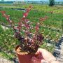 Берберис Атропурпуреа Нана, Berberis th. Atropurpurea Nana, снимка 6