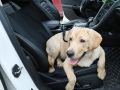 Постелка за кола за куче и животни водоустойчива и сгъваема, снимка 2