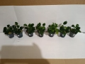 Растения за аквариум,анубиас Бартери, снимка 3