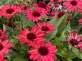 Echinacea  Vintage Ruby(Ехинацея Винтидж рубин), снимка 1