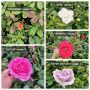Влачещи рози , снимка 1 - Градински цветя и растения - 45693148