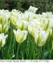 Лале (Tulipa 'Spring Green') – луковици, снимка 1