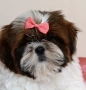 Shih Tzu baby FCI, снимка 2