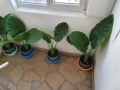 Продавам трилистник-алоказия, снимка 2