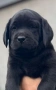 ,,,здравейте приятели продавам лабрадор на 2 месеца мъжко чисто черен с 2 ваксини. тел  0876891693, снимка 1
