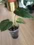Philodendron Majestic , снимка 1