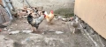 Продавам млади петли , снимка 8