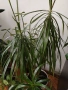 Палма Драцена Маргината (Dracaena Marginata) , снимка 2