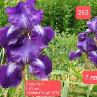 Ириси за продажба -2, снимка 16 - Градински цветя и растения - 45658492