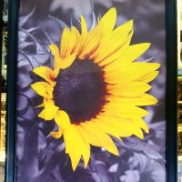 3 броя Картини "Слънчогледи" в рамки. Размер 30 на 40 см., снимка 1 - Картини - 46215477